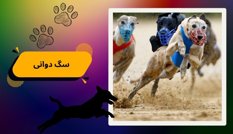 سگ دوانی